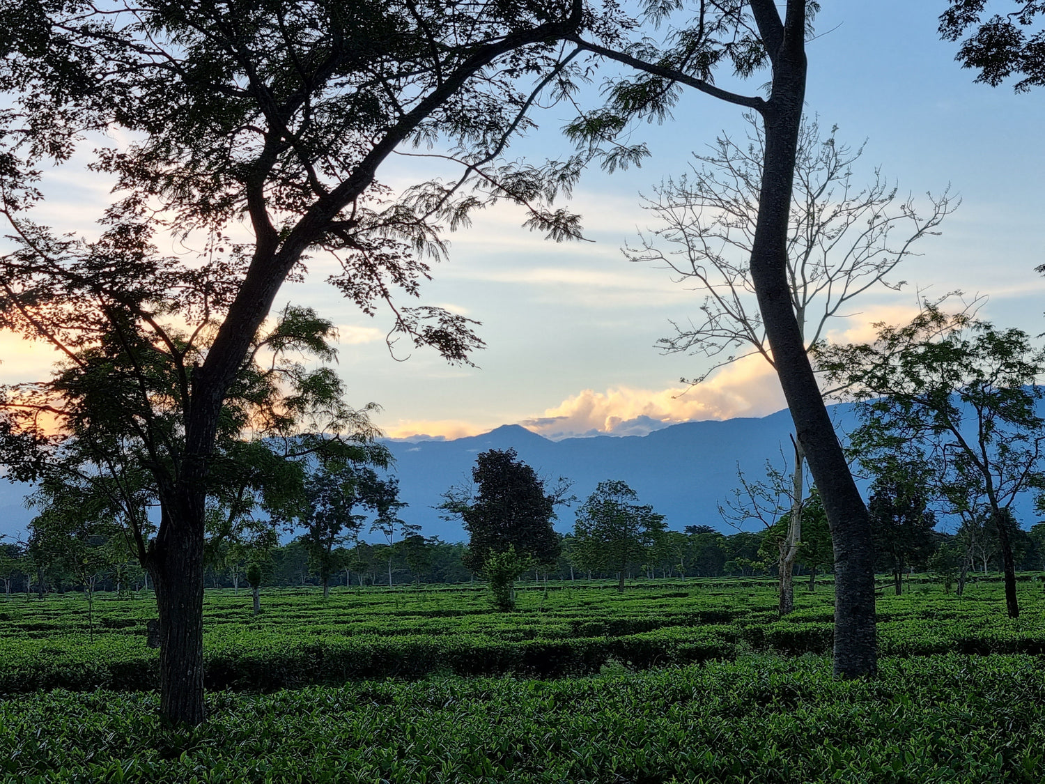 Indian Countryside