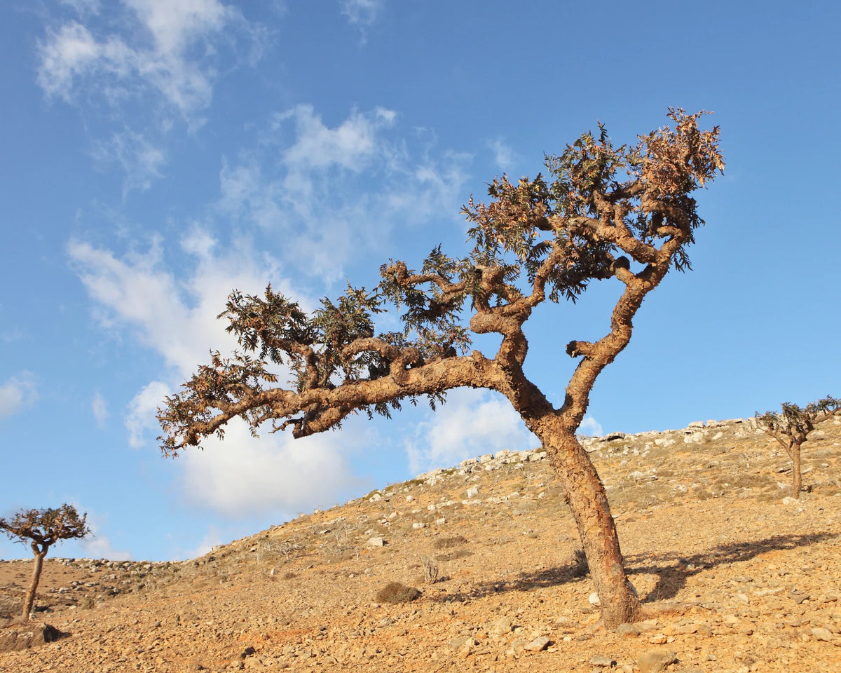 フランキンセンスの効果を知って、心と体を癒そう - 植物学者マルテ