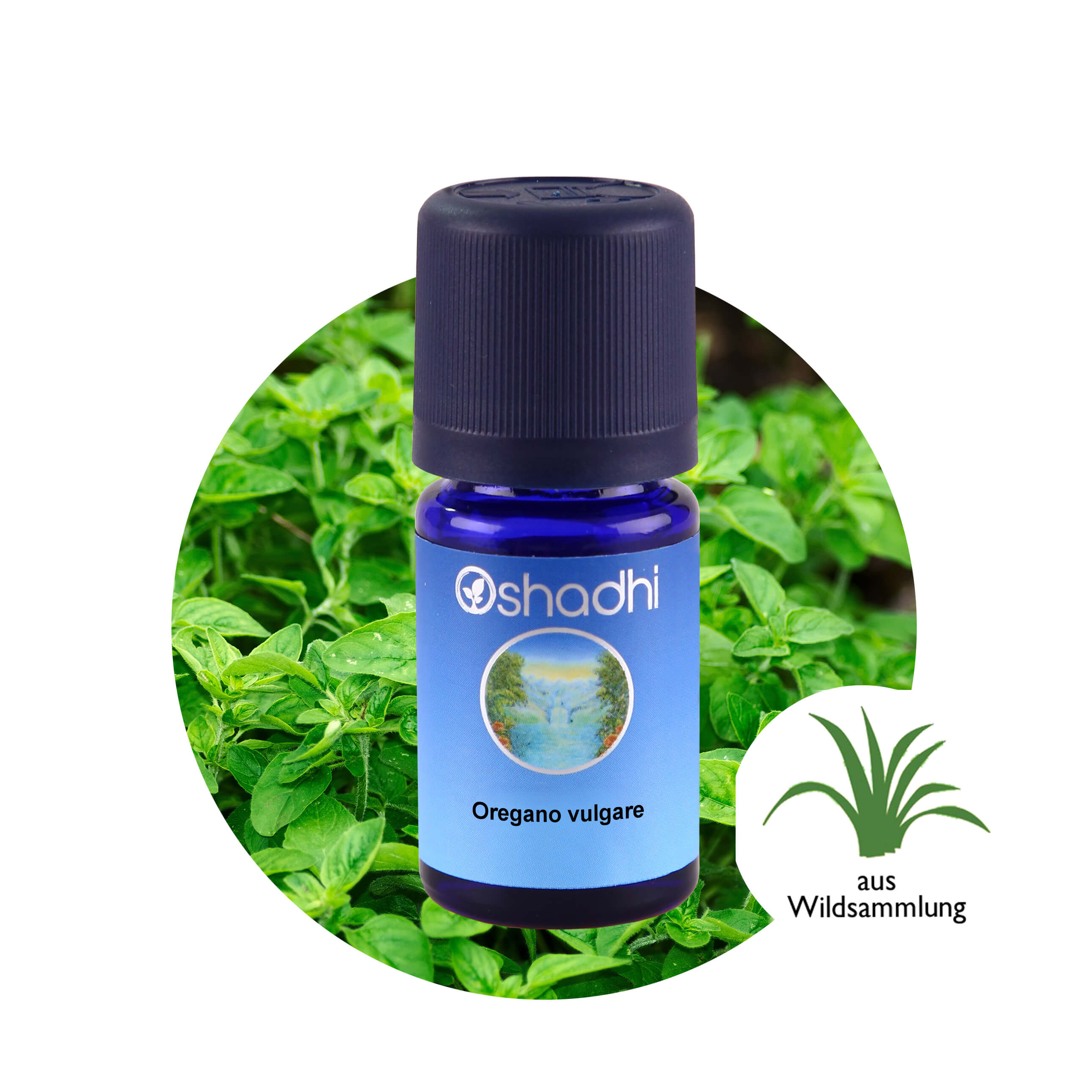 オレガノ オーガニック エッセンシャルオイル - Oregano organic Oshadhi - オシャディ