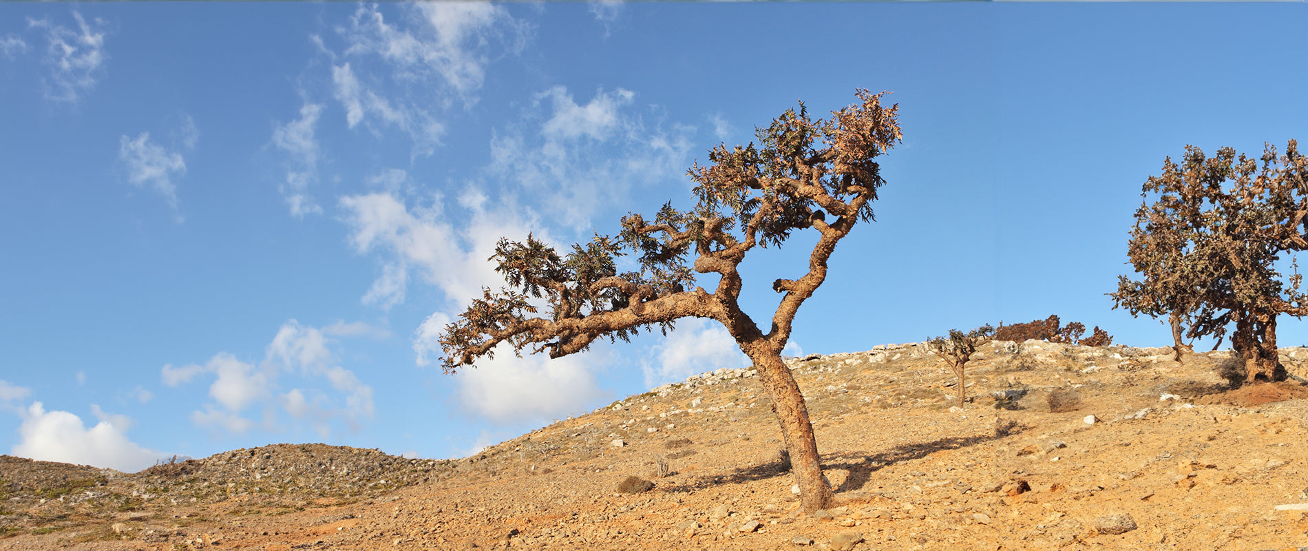 フランキンセンスの効果で心と体を癒す - 植物学者マルテ・ホッツェル博士のノートから -