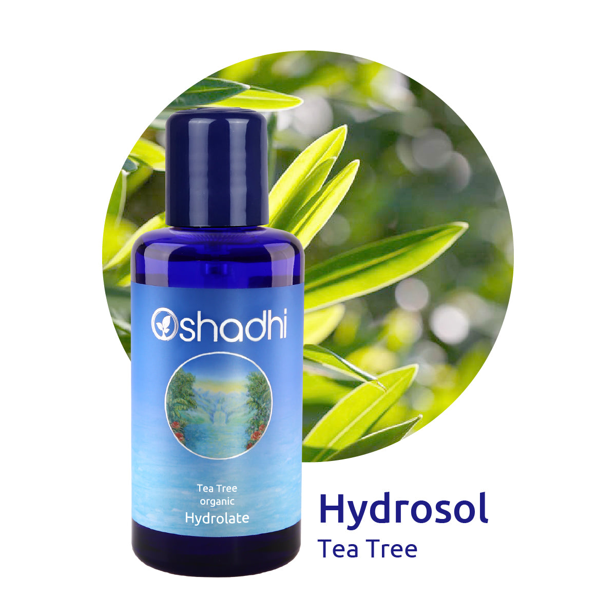 Tea Tree Organic Wild Hydrosol - Tea Tree Organic Oshadhi - 5277 ...